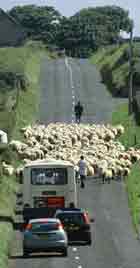 Schafe auf Landstrasse